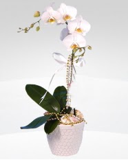 1 dall orkide saks iei  zmit iekiler 