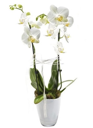 2 dall beyaz seramik beyaz orkide sakss  zmit online iek gnderme sipari 